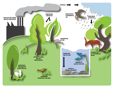 environ flowchart